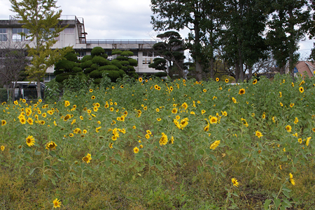 12℃のひまわり(2)
