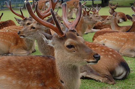 奈良の春日野