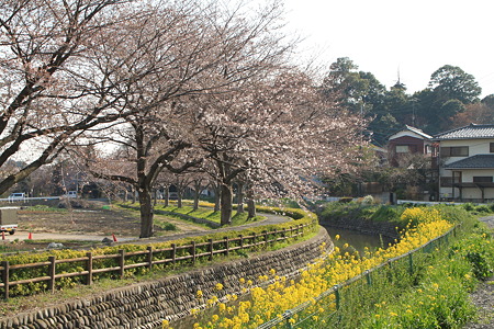 桜_10