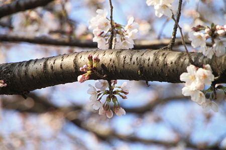 桜_19