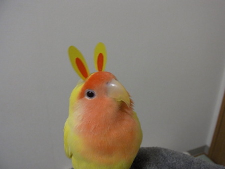 うさぎ年