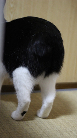 おちり