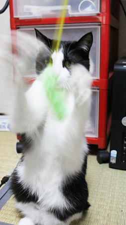 しんけん