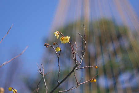 向島百花園 黄梅に差し込む