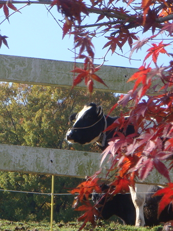 牛と紅葉