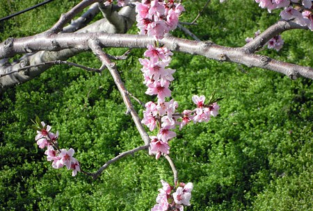 DSCN1736