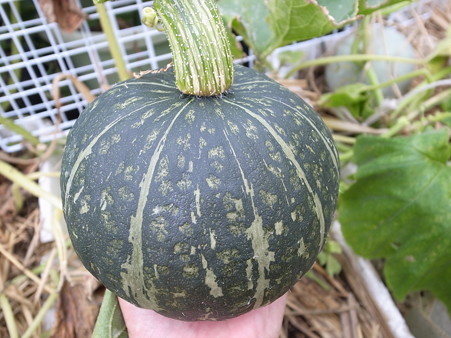 収穫 カボチャ 時期 の かぼちゃの収穫時期と目安は？収穫後の追熟方法と期間や保存！
