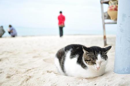 52. cat
