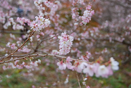 川見四季桜公園４