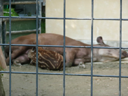 <b>京都市動物園</b> ３ バクの赤ちゃん ニホンカモシカ