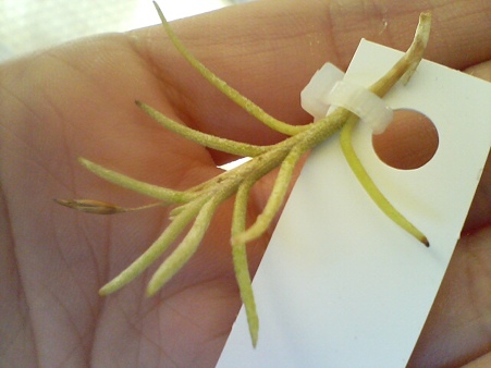 virescens