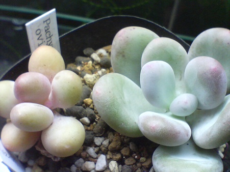 パキフィツム oviferum