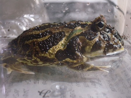 カエル水浴び