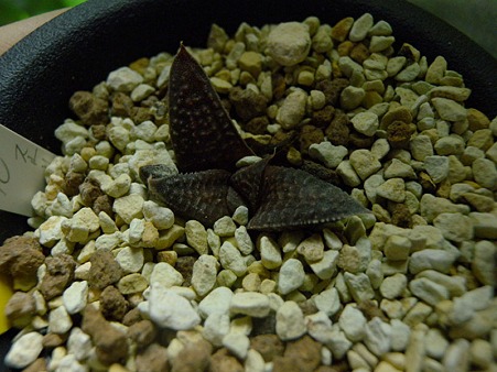 Haworthia striel