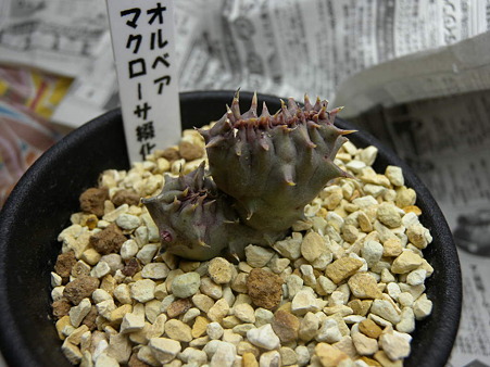 Orbea maculosa SEKKA monstorosa
