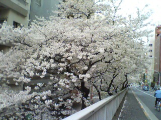桜