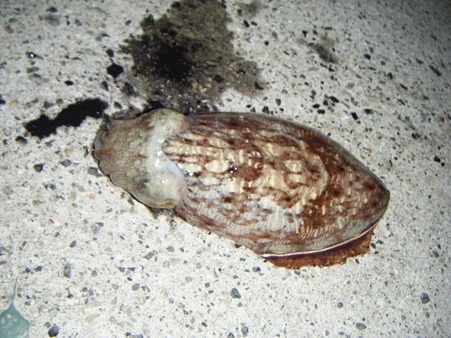 DSCF5237