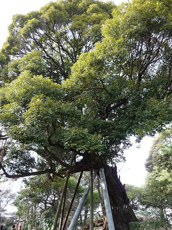 100120-6.西福寺 (8)