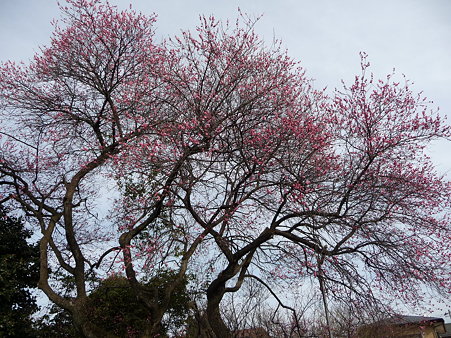 100120-6.西福寺の梅 (4)