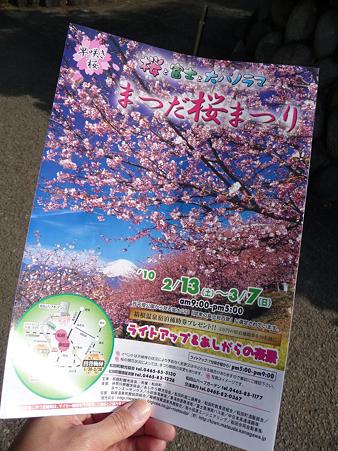 100223-松田山 河津桜 (4)
