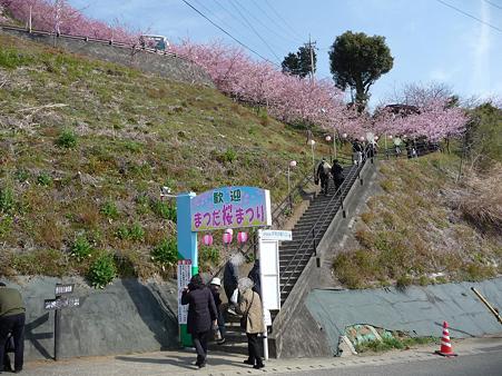 100223-松田山 河津桜 (14)