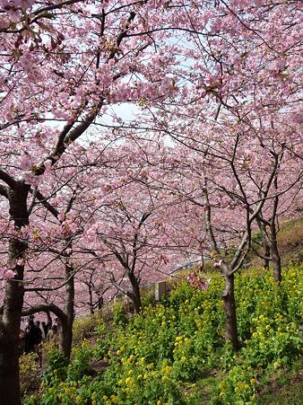 100223-松田山 河津桜 (26)