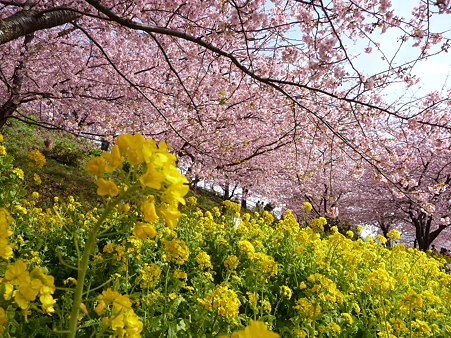 100223-松田山 河津桜 (27)