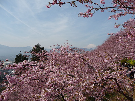 100223-松田山 河津桜 (39)