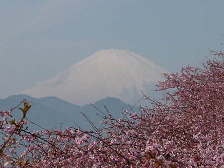100223-松田山 河津桜 (41)