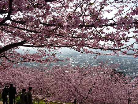 100223-松田山 河津桜 (51)