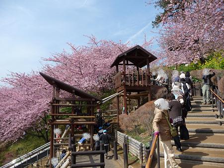 100223-松田山 河津桜 (64)