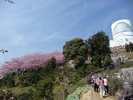 100223-松田山 河津桜 (109)