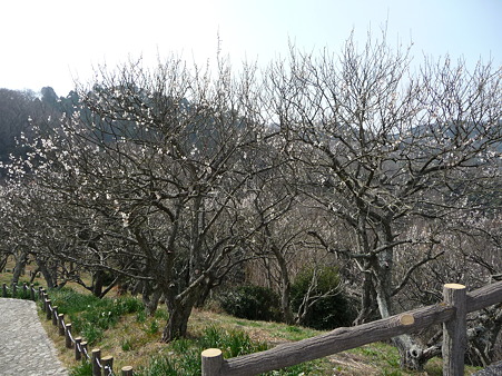 100301-田浦梅林 (18)