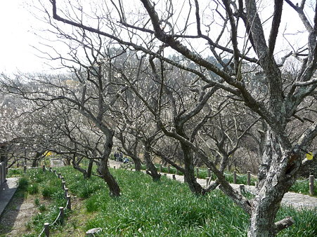 100301-田浦梅林 (20)