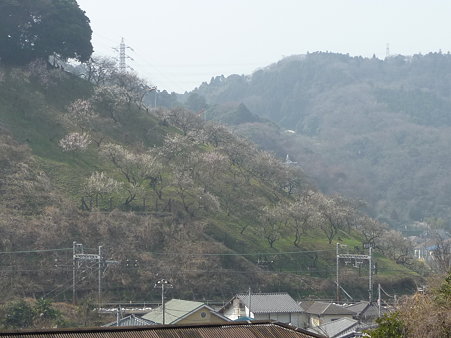 100301-田浦梅林 (6)