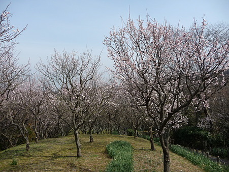 100301-田浦梅林 (46)