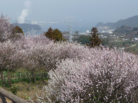 100301-田浦梅林 (50)