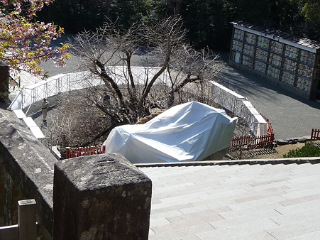 100311-八幡さま (28)