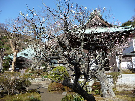 110225-海蔵寺 (15)