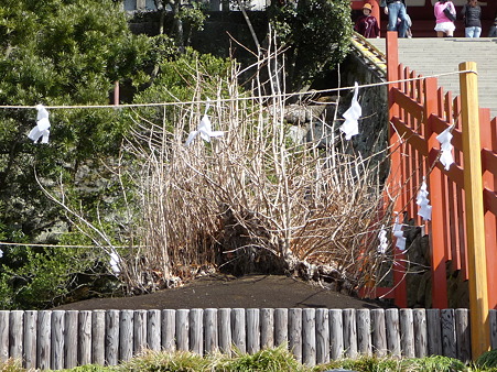 110225-鶴岡八幡宮 (36)