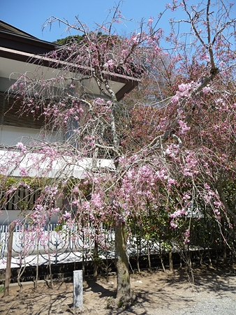 110406-妙本寺 (17)