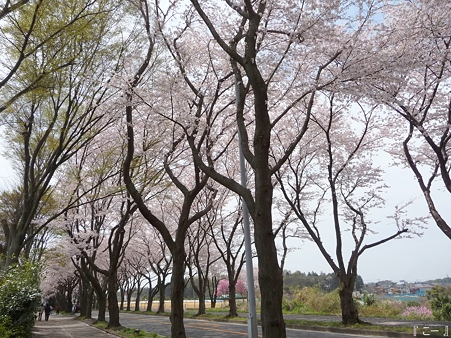 110411-海軍道路 (16)