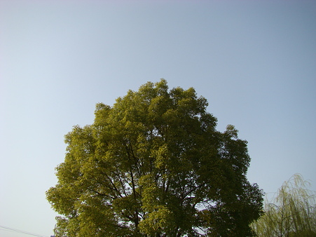 ある日の公園