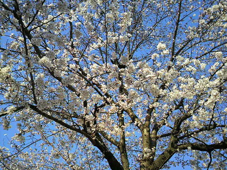 桜―2011/4/191