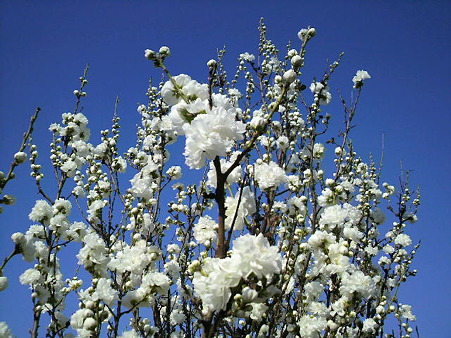 桜―2011/4/192