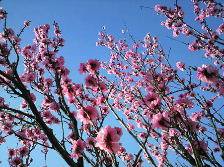 桜―2011/4/193