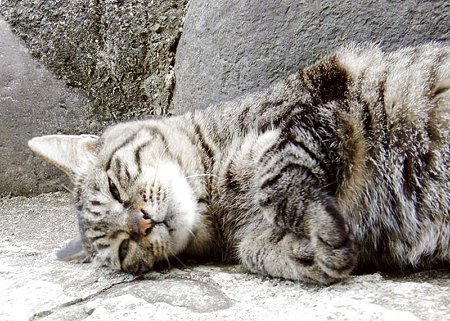 ゲバチ、またの名をおばちゃん拡大