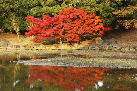 奈良公園　鷺池