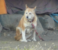 寒ワン