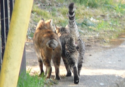 仲良し猫